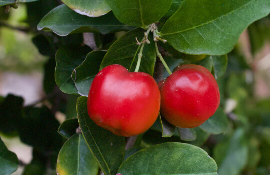 Acerola mét paddenstoelen